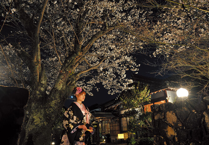 夜桜